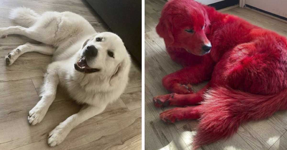 Woman dyes her Great Pyrenees dog bright red so he won’t get stolen ...