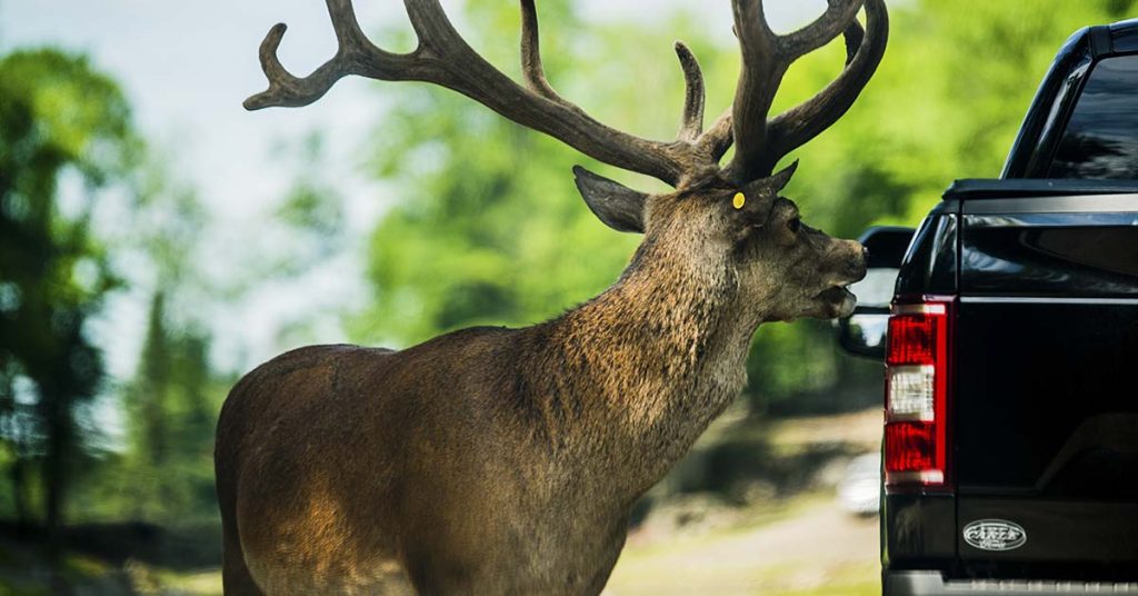 Yellowstone elk has perfect response to taunts from a tourist Tiffy Taffy