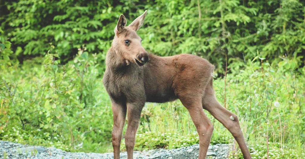 She was his only mother when he was a calf. Now an adult, watch how he thanks her. - Featured image