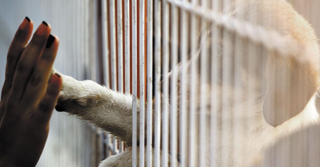  ‘My Mom Can’t Keep Me’: Animal Shelter Shares Heartbreaking Note Left with Abandoned Dog - Featured image