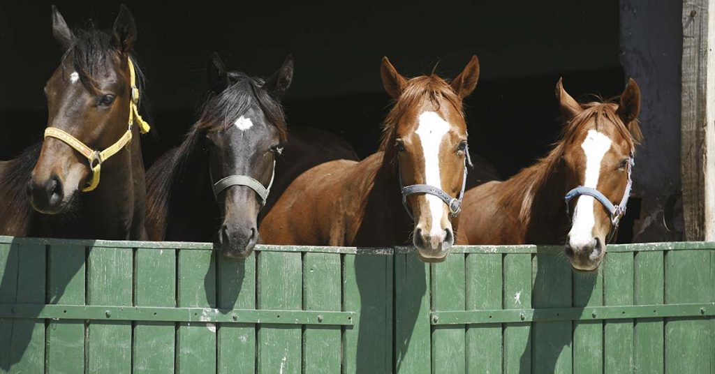 Model Slams Horse Ranch For Refusing To Let Her Ride Horses Due To Her Weight - Featured image