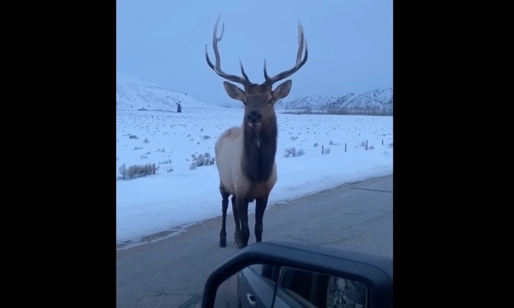 The yellowstone elk footage is priceless!