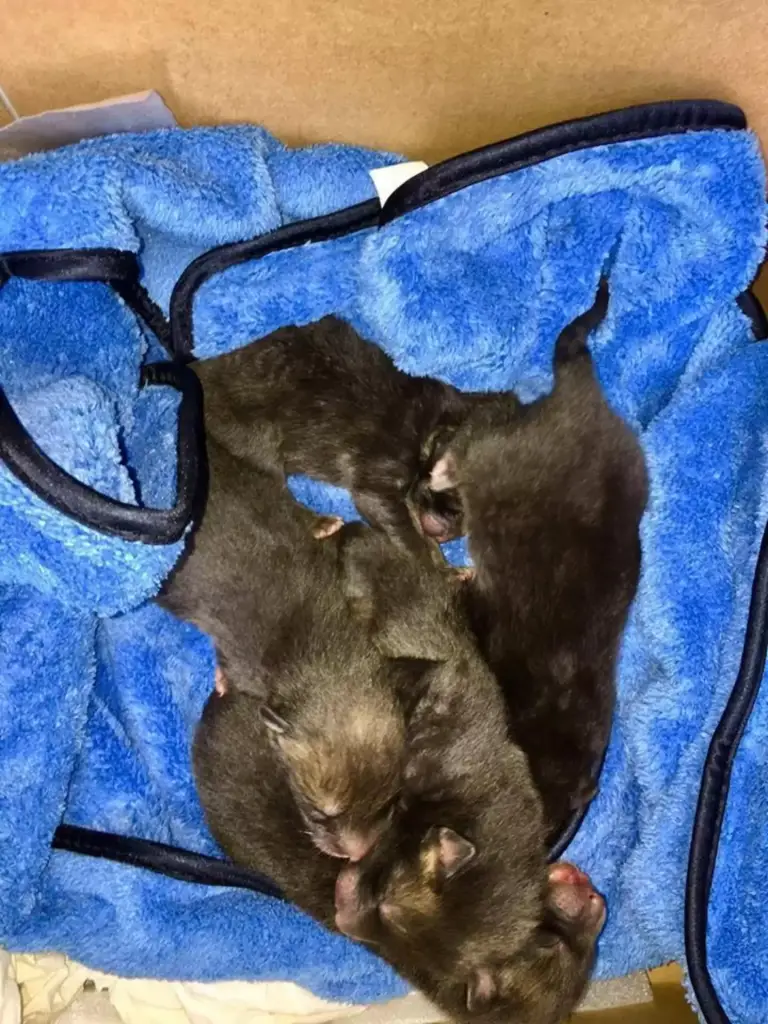 The five cubs were placed in a box, from where their mother took them back.