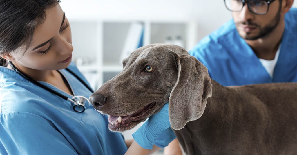 Dog owner facing astronomical vet bills says he will ‘sell his house’ in desperate bid to keep his beloved dog alive - Featured image