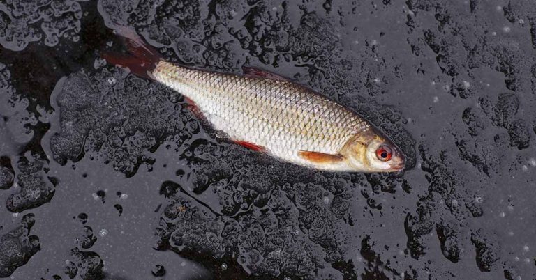 Fish won’t stop raining from the sky in rare weather phenomenon - Featured image
