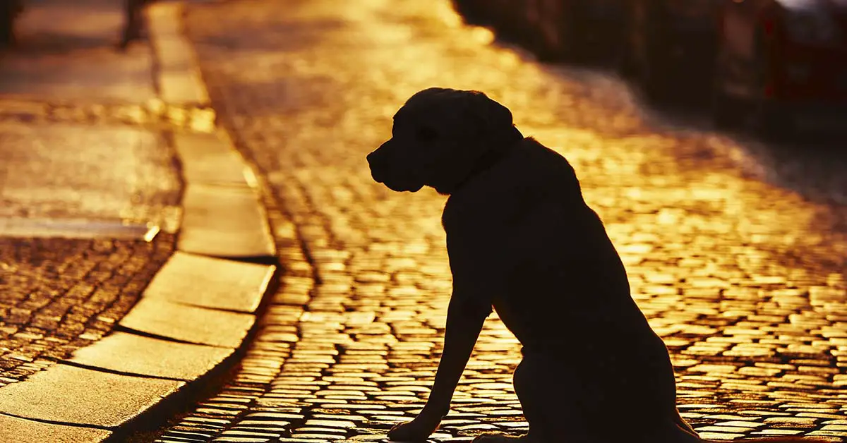dog on cobblestone street