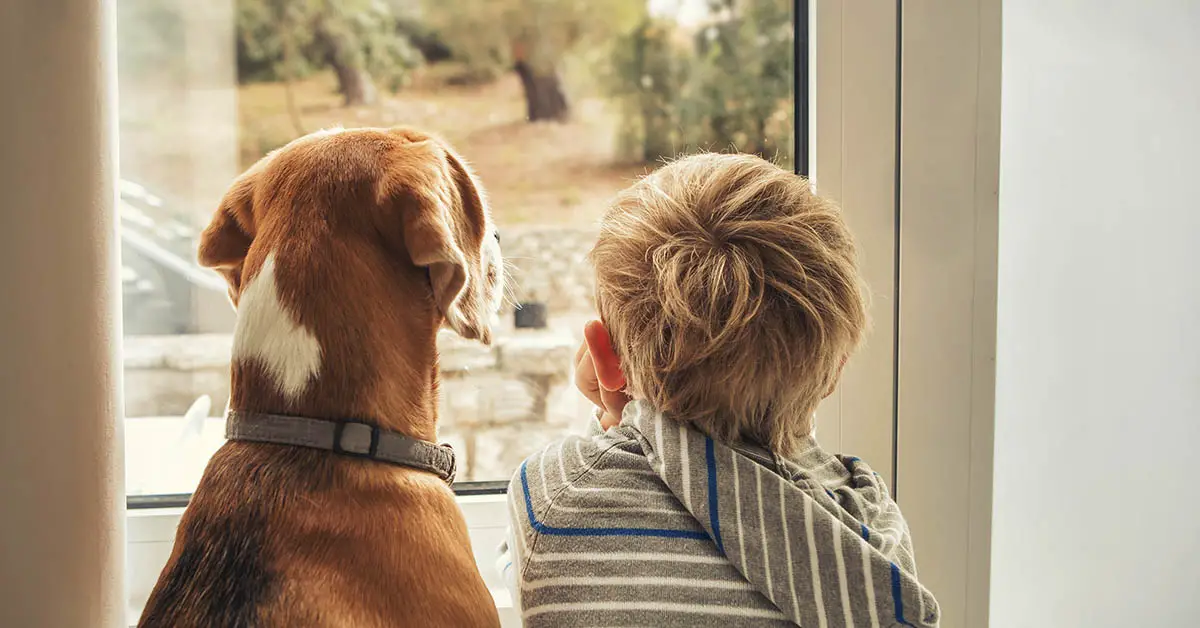 dog and young boy looking out window