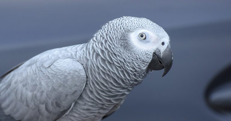 Dying woman says final goodbye to her parrot: The bird’s instant reaction leaves us in tears - Featured image