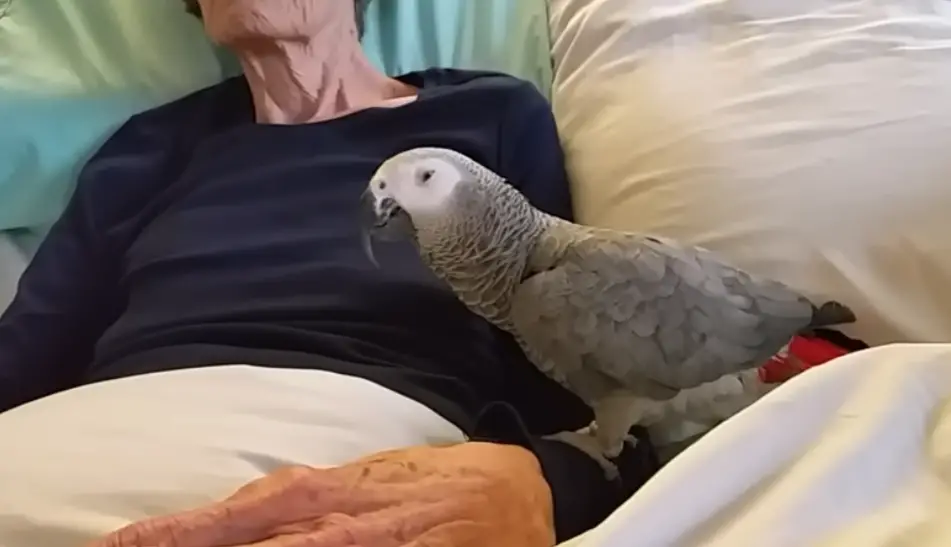 Sinbad the Parrot says goodbye to his companion