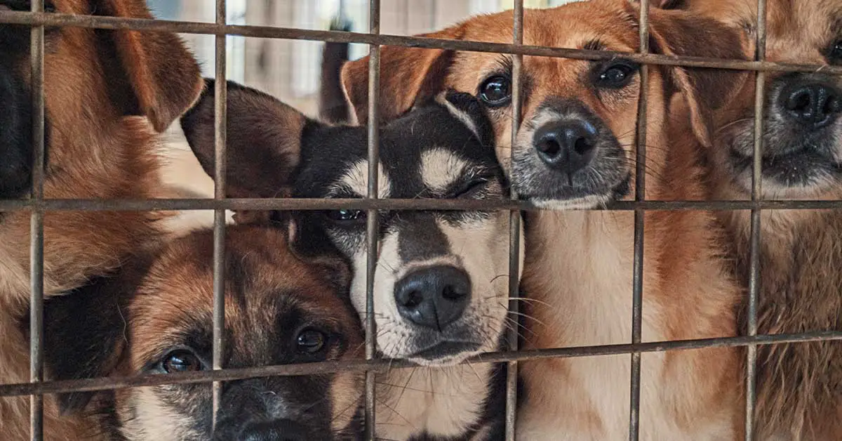 Dogs in a shelter