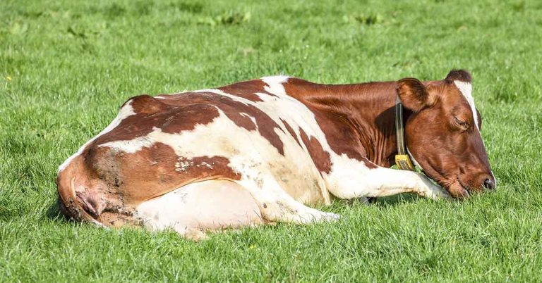 ‘Lazy’ Cow ‘Fakes Sleeping’ to Avoid Being Milked - Featured image