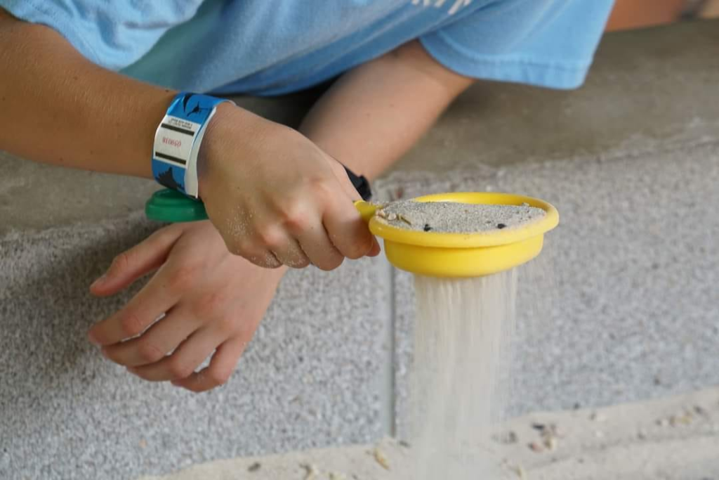 Fossilization activities