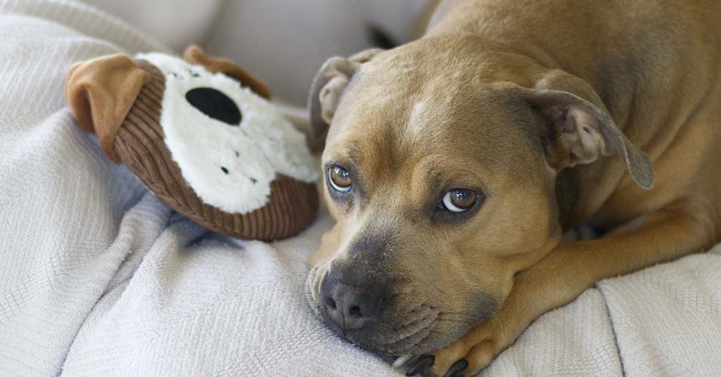 The Baby Was Only Two Months Old When The Robinsons Were Awakened One Night By The A Loud Barking – a Short Story - Featured image