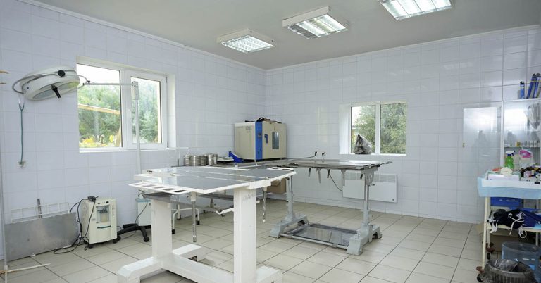 Squirrel Rescue: Teens found rodent drenched in hard foam insulation - Featured image