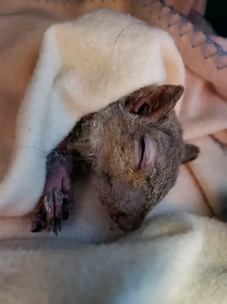 The tiny squirrel was lovingly brought back to life