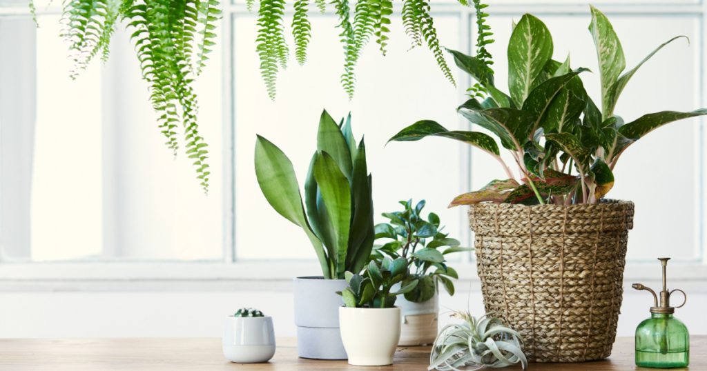 Modern composition of home garden filled a lot of beautiful plants, cacti, succulents, air plant in different design pots. Stylish botany interior. . Home gardening concept. Template.