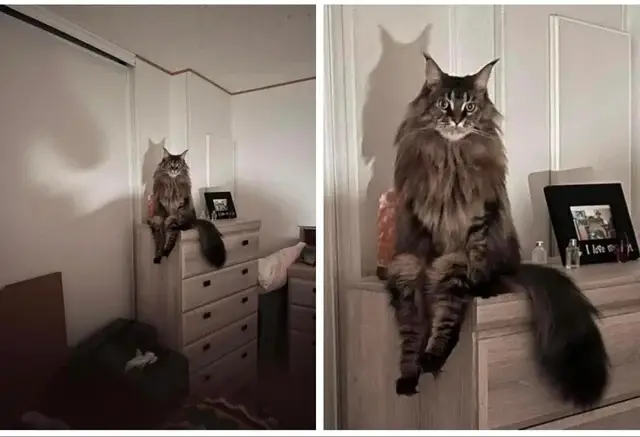 frightening images of cats sitting on a dresser