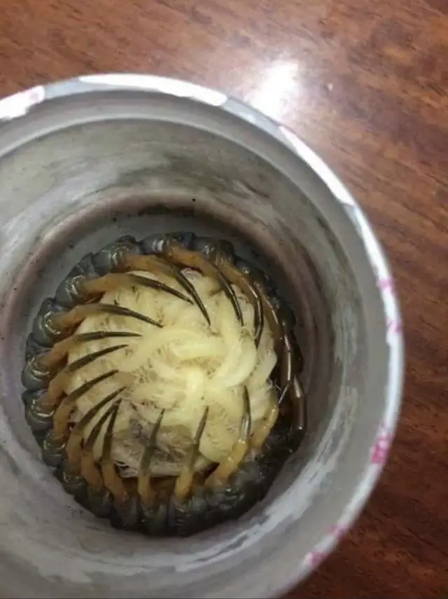 frightening images of centipede with babies