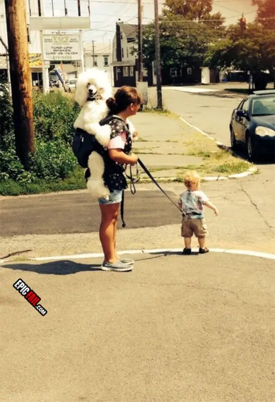 child on leash with dog being carried on a person's back