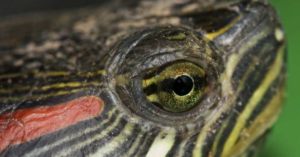 Only Those With Eagle Eyes Can Spot the Turtle in in 7 Seconds. Did you find it? - Featured image