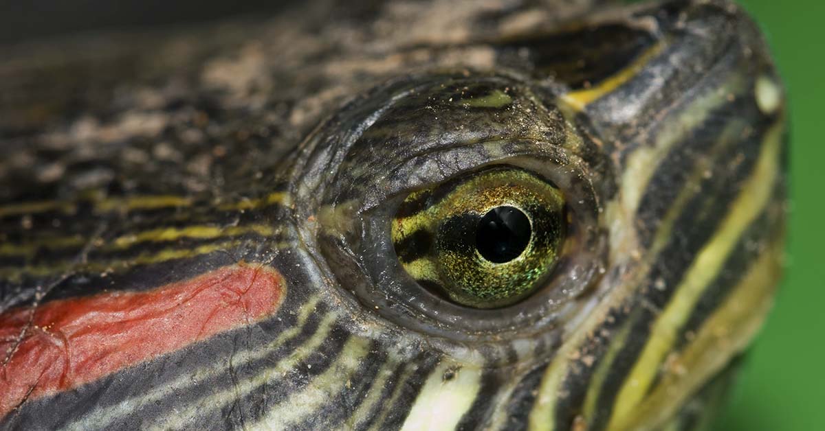 close up of turtle eye