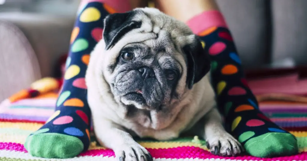 girl with crazy colored socks and creamy pug dog in the middle of her legs laying and looking curiously at the camera