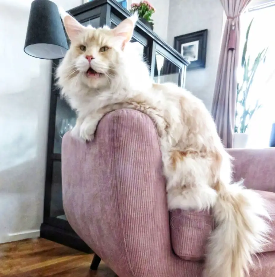 Woman Shares Photos of Amazingly Large and Majestic Maine Coon Cat