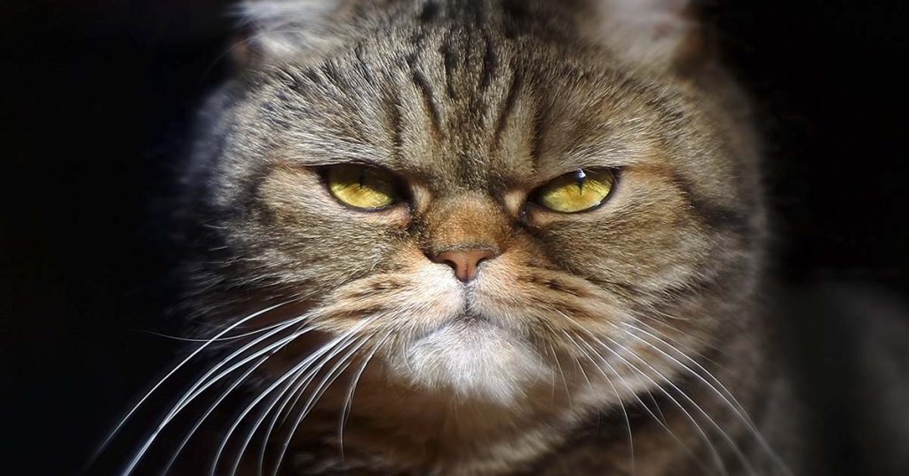 49 Animals Having a Bad Day - Featured image