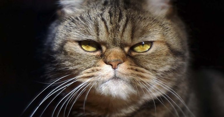 49 Animals Having a Bad Day - Featured image