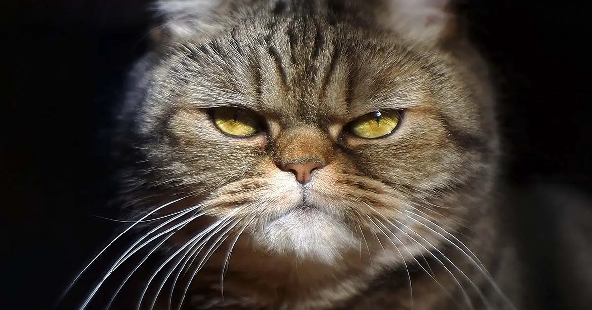 unimpressed cat