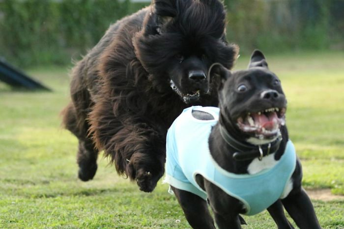 When animals are braver than they should be - My pitbull always believed he was the biggest dog at the park.