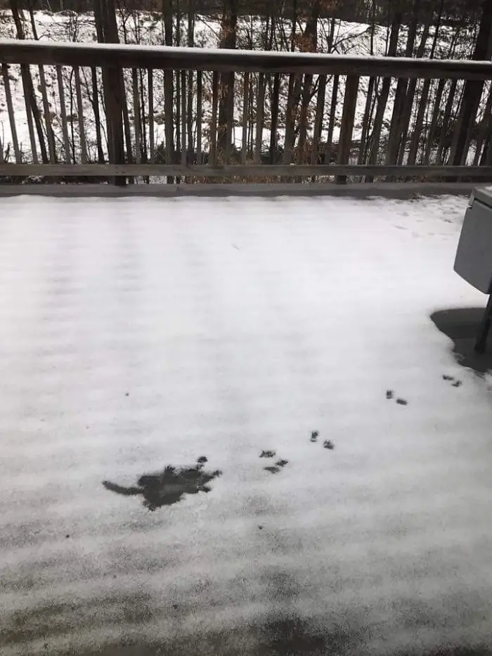 animals - I suspect a squirrel took a tumble off my roof.