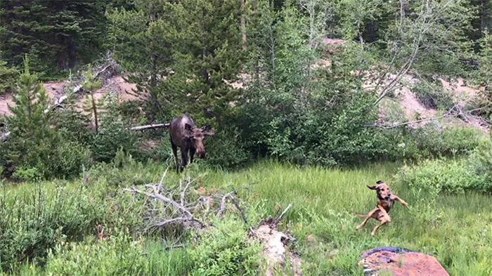 My friend's dog had an encounter with one of those animals we wish we never did - a moose.