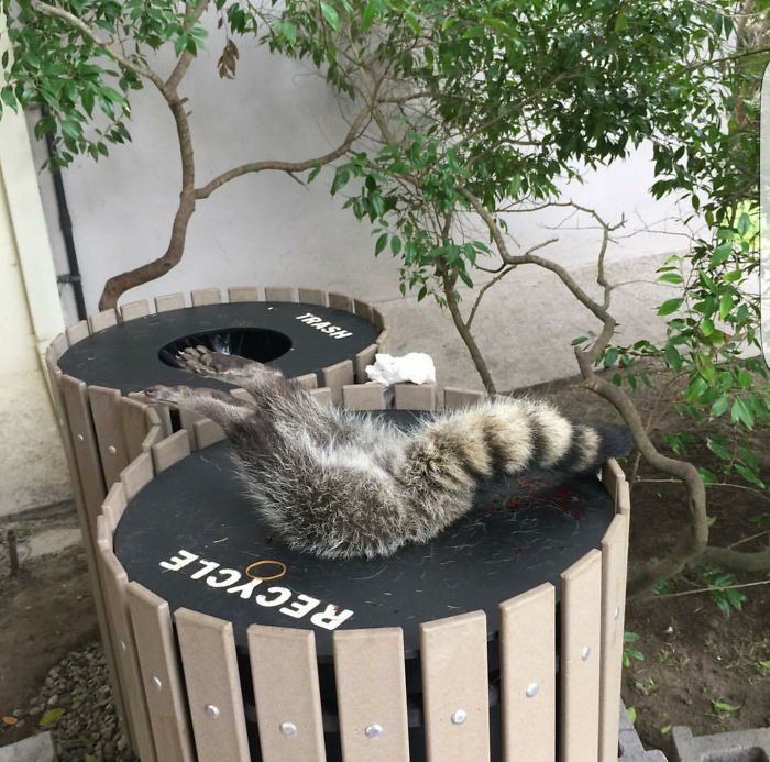 animals - This rotund fellow needed rescuing by animal control.