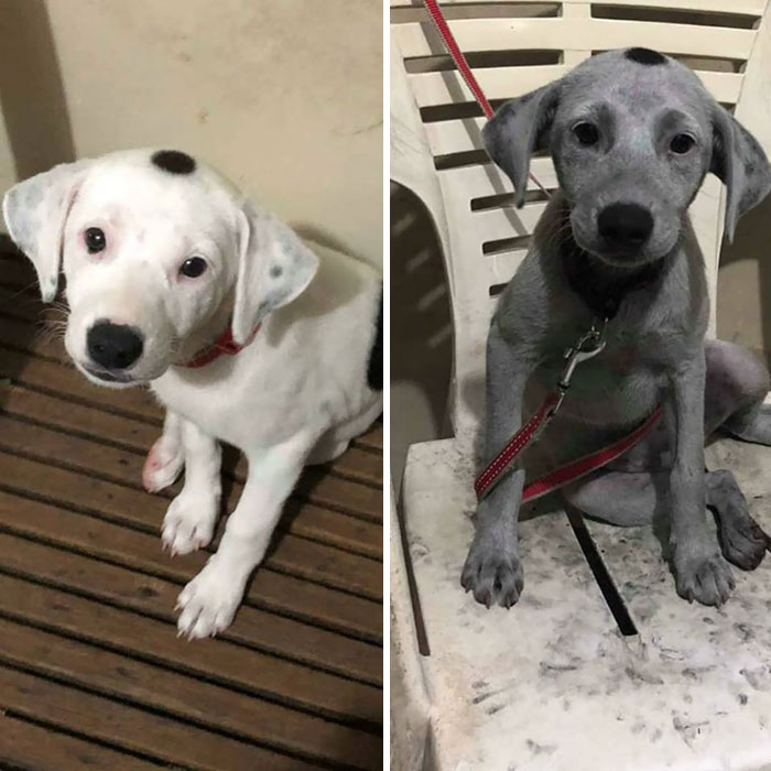 A friend returned home to find Oreo, her dog, playing with a bag of charcoal.