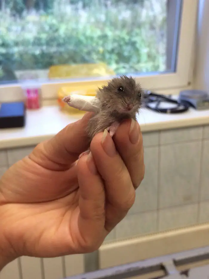 A hamster with a broken bone proved challenging for the doctor to treat.
