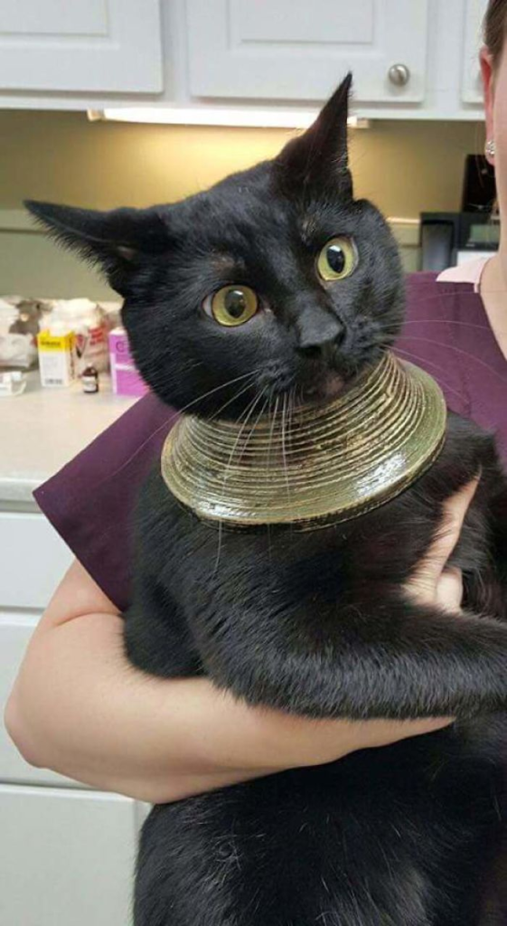 animals - A cat got its head stuck in a vase, broke it, and was left with a peculiar accessory.