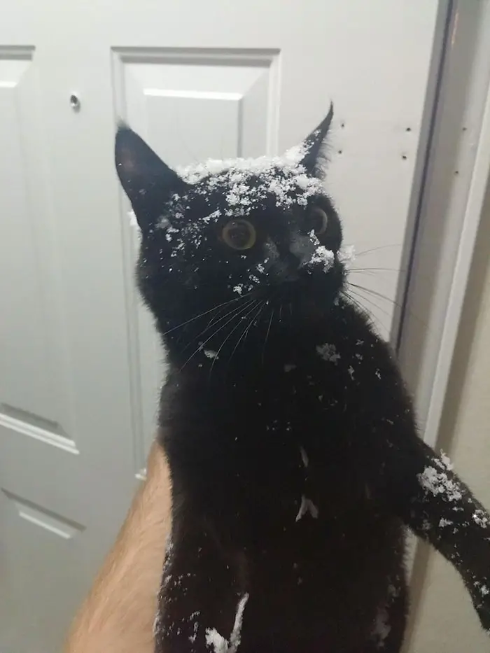 My cat encountered a snowy surprise while attempting to run out the door.