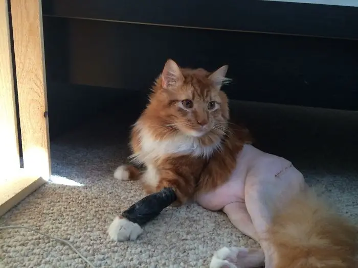 After surgery, my friend's cat now has a distinct lack of pants.