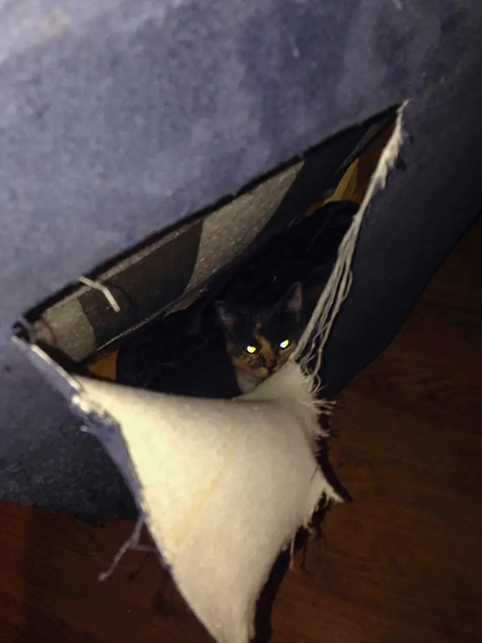 Noises from a Craigslist-bought couch revealed a hidden cat.