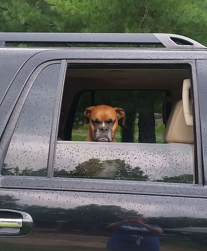 My friend's dog was not pleased about leaving the dog park early.