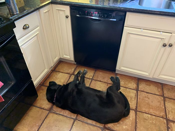 Her bowl is in the dishwasher, and she's not pleased.