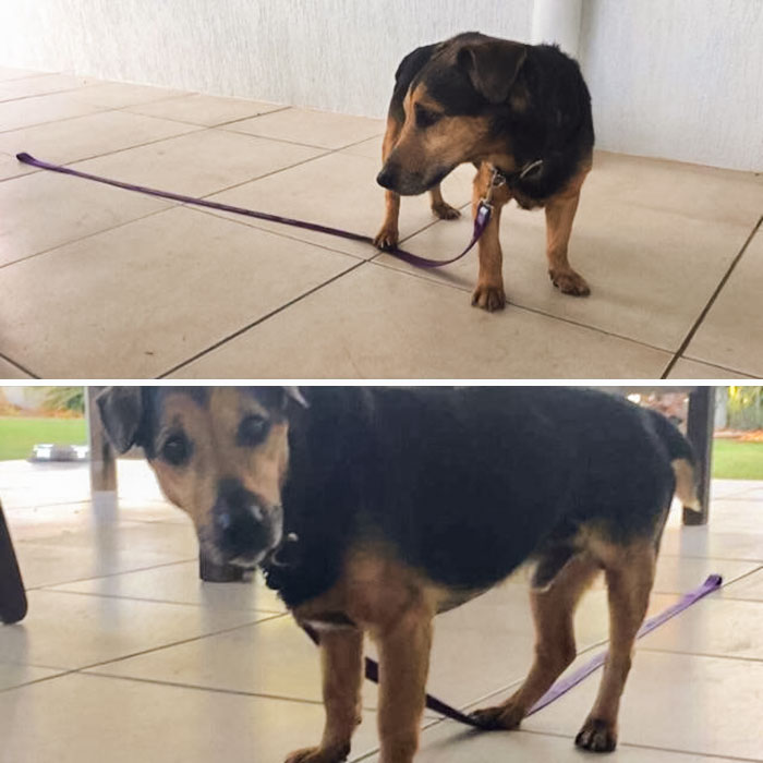 Archie, the dog, got "trapped" after a walk, but Dad came to the rescue.