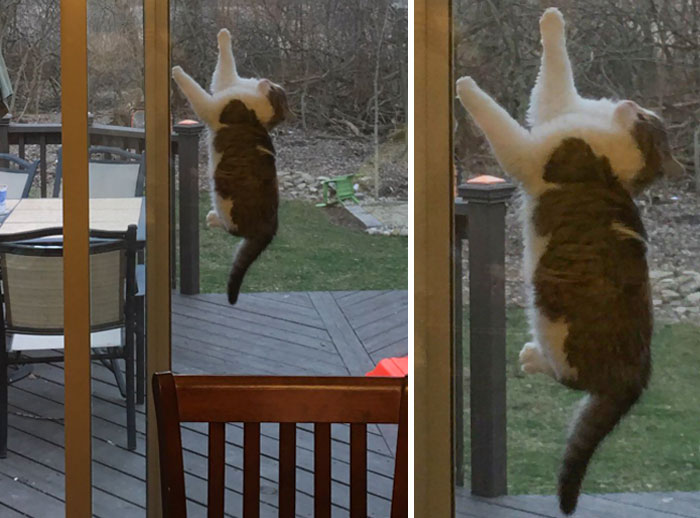 My cat managed to get stuck between the glass door and the screen door.