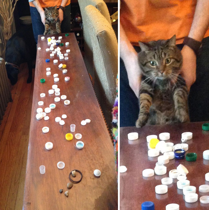 Our cat steals and hoards bottle caps, and we discovered his stash while cleaning.