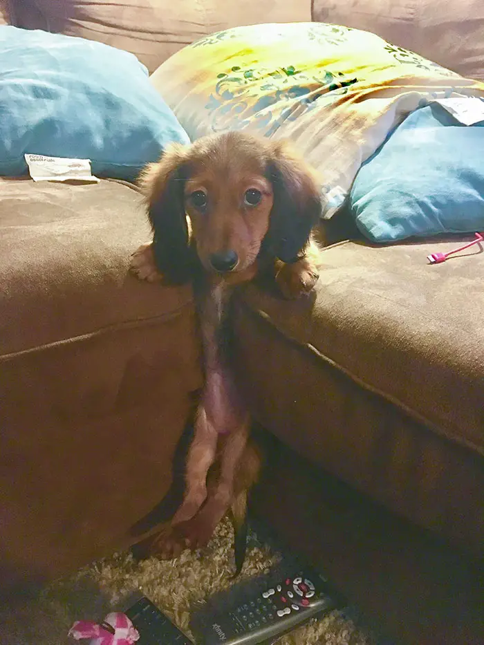 My dachshund puppy got itself stuck in the couch cushions.