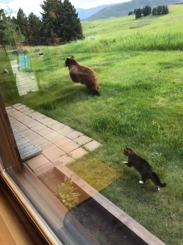 Just another day in Montana: a cat chasing a bear out of the backyard.