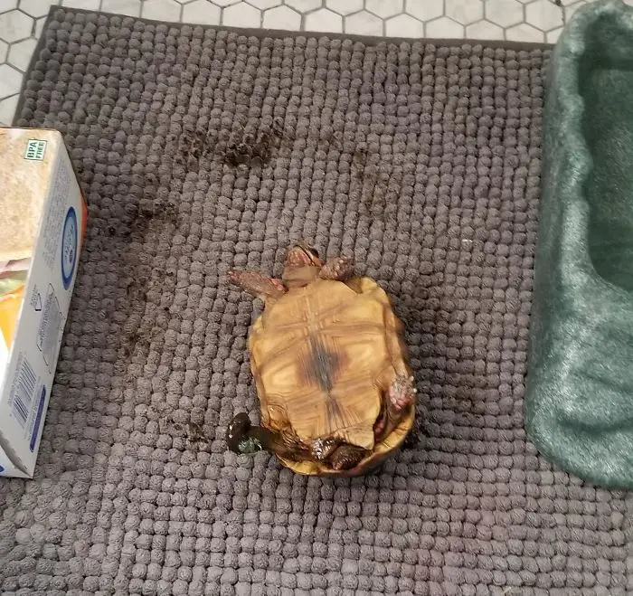 I walked in to find my tortoise in a peculiar pose.
