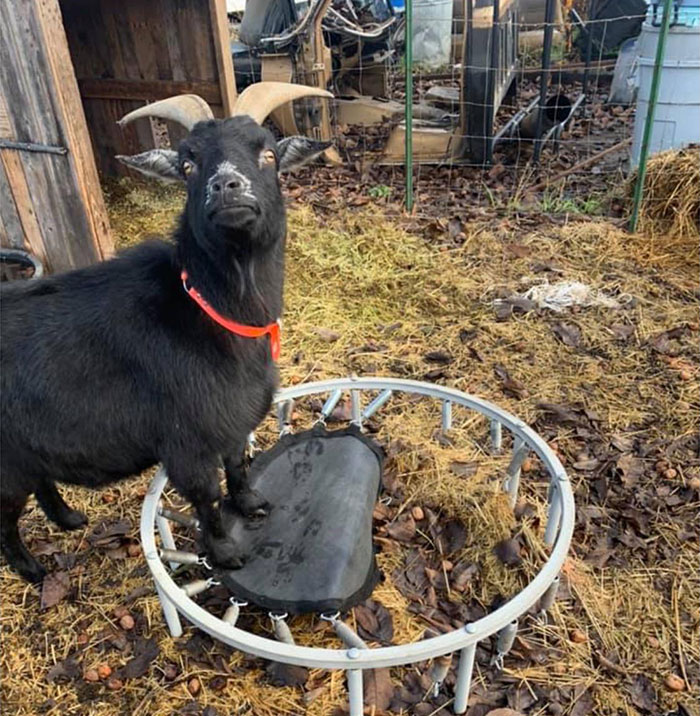 My goat broke his trampoline and seems very upset. Anyone have a small one for cheap?