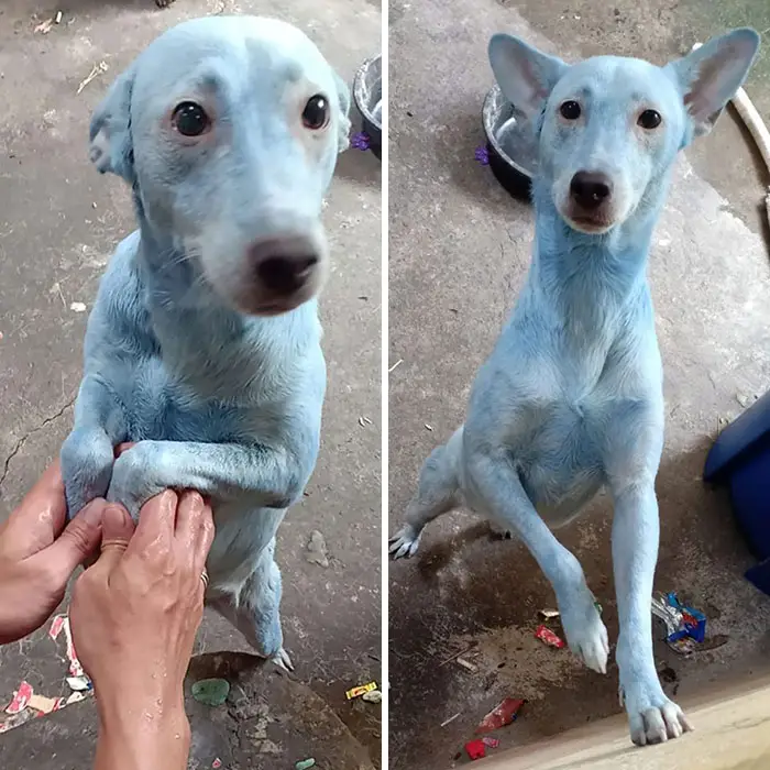 When animals change color - The owner used the wrong shampoo (it's hair dye), resulting in a colorful surprise.